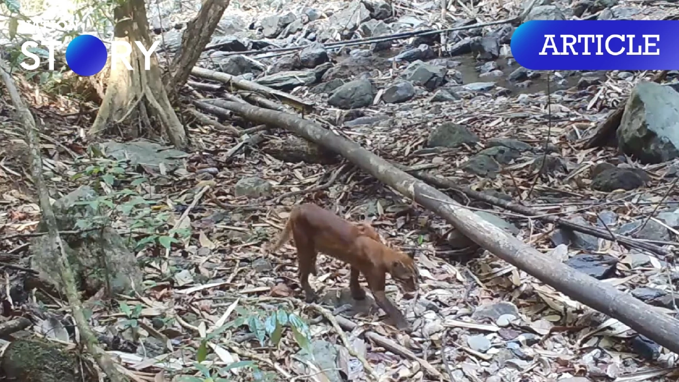 เปิดภาพ "เสือไฟ" สัตว์ป่าหายาก โผล่อวดโฉมผ่านกล้องดักถ่าย