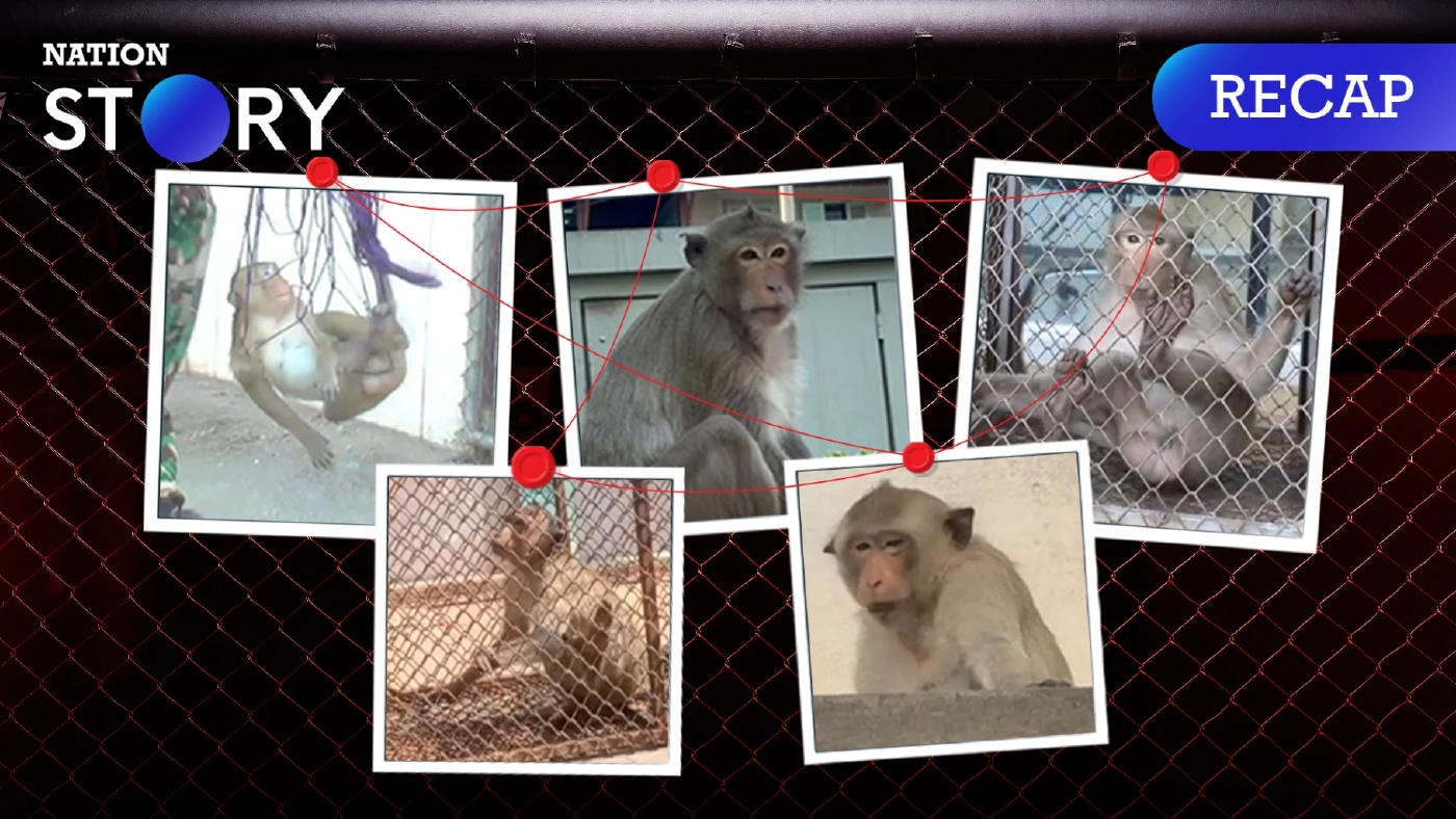 เผยโฉม "ลิงลพบุรีหัวโจก" ที่ถูกล็อกตัวได้แล้ว ส่วน "เจ้าแหว่ง" ยังลอยนวล