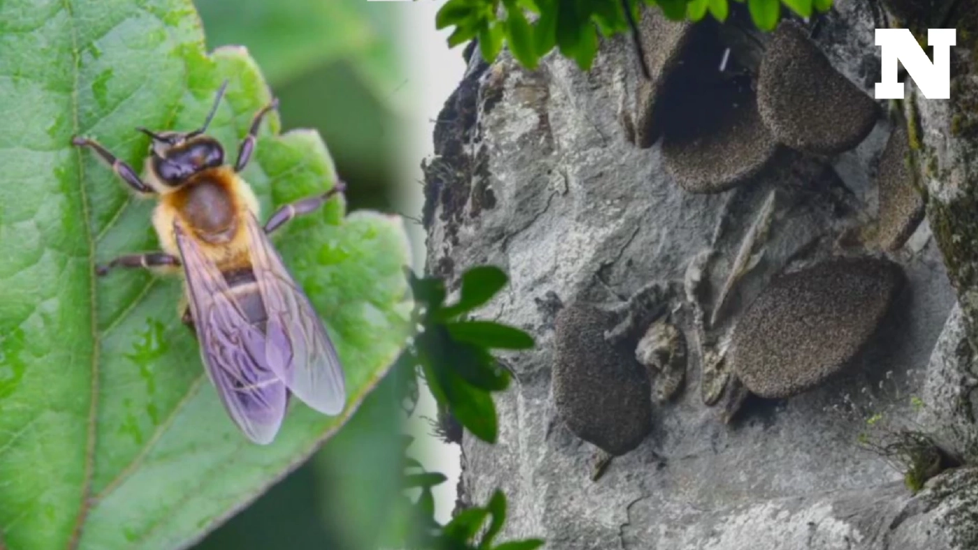 พบครั้งแรกในไทย "ผึ้งหลวงหิมาลัย" ที่ดอยผ้าห่มปก จ.เชียงใหม่