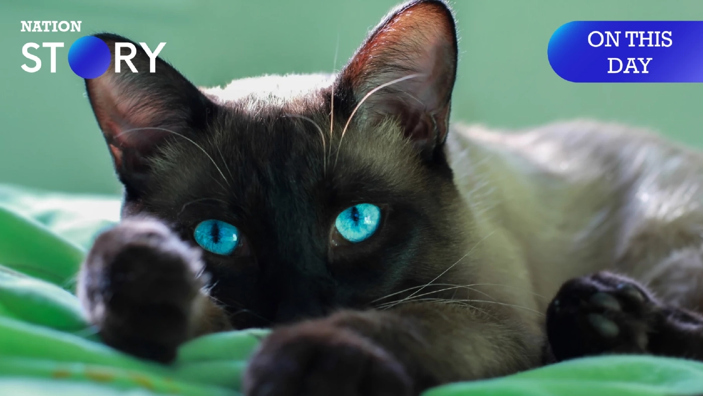 6 เมษายน "วันแมววิเชียรมาศ" เหมียวฉลาด ขี้เล่น สวยงาม แล้วจริงไหมน้องพูดเก่ง?