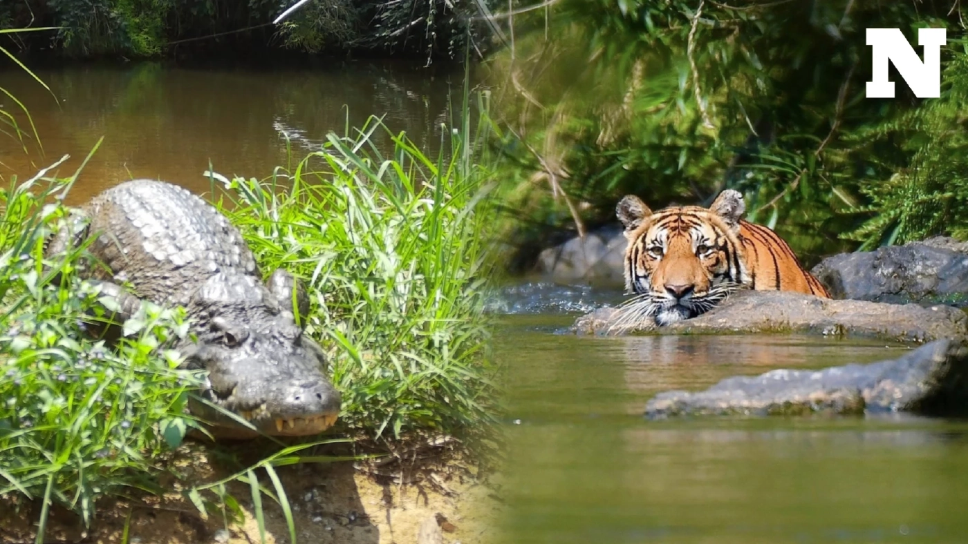 เปิดภาพ "เสือโคร่ง" และสัตว์ป่านานาชนิด อวดโฉม ในป่าต้นน้ำ อุทยานฯ แก่งกระจาน เปิดภาพ "เสือโคร่ง" และสัตว์ป่านานาชนิด อวดโฉม ในป่าต้นน้ำ อุทยานฯ แก่งกระจาน