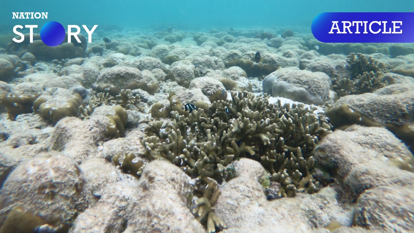 รู้หรือไม่ "ปะการังฟอกขาว" สภาวะต้องกังวล ส่งผลกระทบกับโลกใต้ท้องทะเลมากกว่าที่คิด