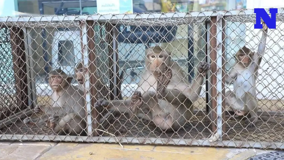 "พัชรวาท" สั่งตั้งศูนย์จับลิงลพบุรี ด้าน "อรรถพล" แจงปมเตรียมย้ายไปเขาใหญ่ "พัชรวาท" สั่งตั้งศูนย์จับลิงลพบุรี ด้าน "อรรถพล" แจงปมเตรียมย้ายไปเขาใหญ่