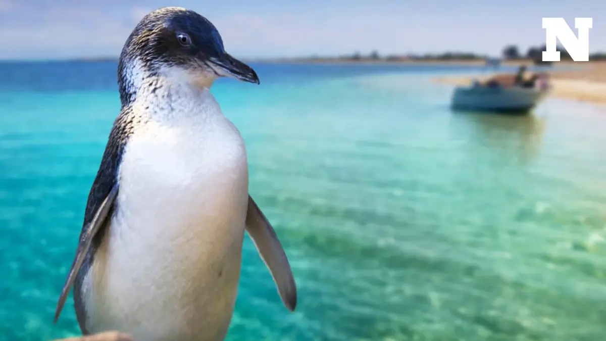 อากาศร้อนจัด ออสเตรเลียสร้างรังเทียมให้ "นกเพนกวิน"