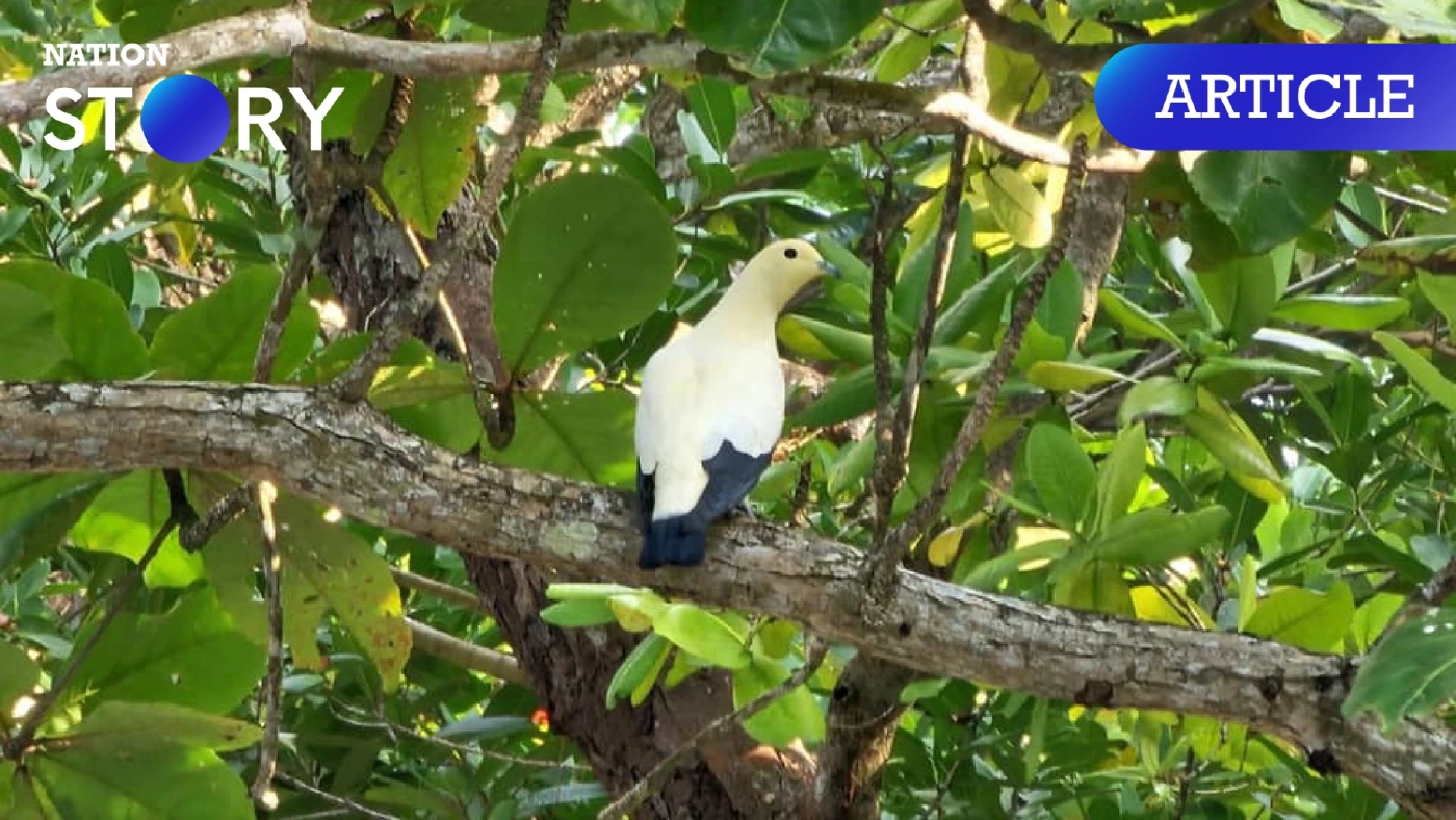 เปิดภาพ "นกลุมพูขาว" นกสวยงาม ที่ได้รับฉายาว่า "สโนไวท์แห่งอันดามัน"