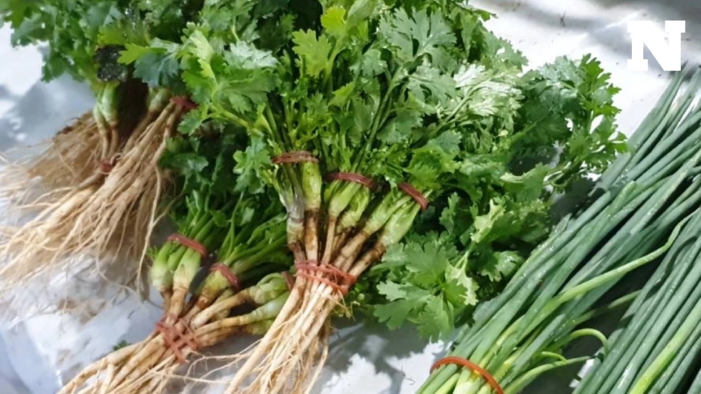 พ่อค้าโอด! ภัยแล้ง-ร้อนจัด ทำผักเหี่ยวเฉา ขาดตลาด "ผักชี" ราคาพุ่ง กิโลฯ ละ 200 บาท