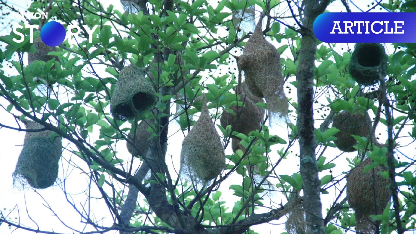 "นกกระจาบ" สถาปนิกตัวน้อยที่บินได้ สร้างสีสันหน้าร้อน ทำรังนับร้อยกลางทุ่งนา