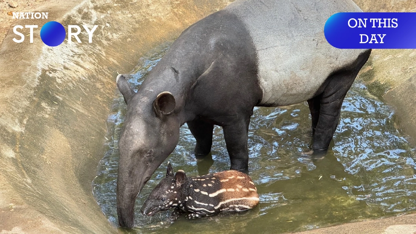 27 เมษายน "วันสมเสร็จโลก" ร่วมตระหนักถึงความสำคัญของสัตว์ป่าลึกลับ ผู้เป็นนักปลูกป่าตัวยง