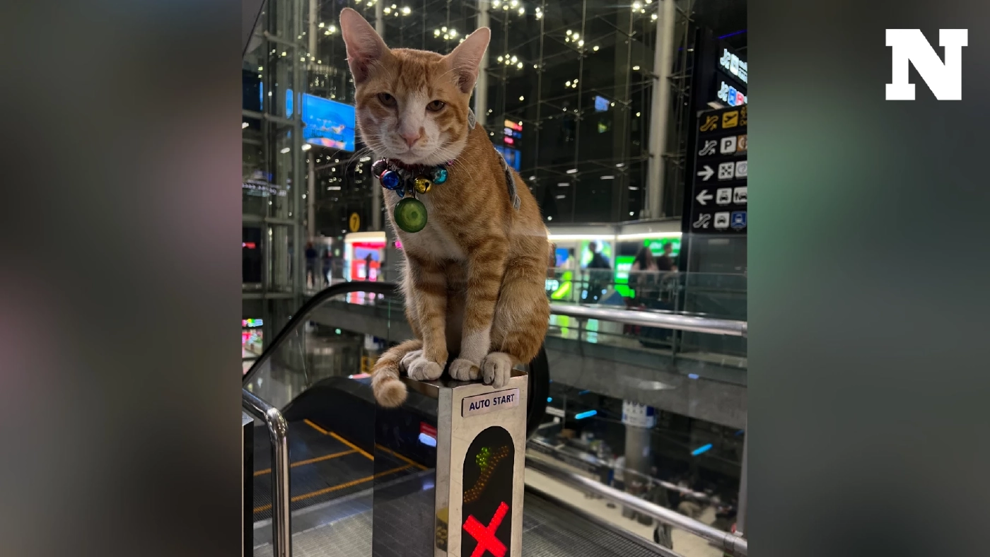 รู้จัก "หนูหรั่ง" แมวส้ม โชว์ตัวบนราวบันไดเลื่อนที่สุวรรณภูมิ จนกลายเป็นไวรัลดัง