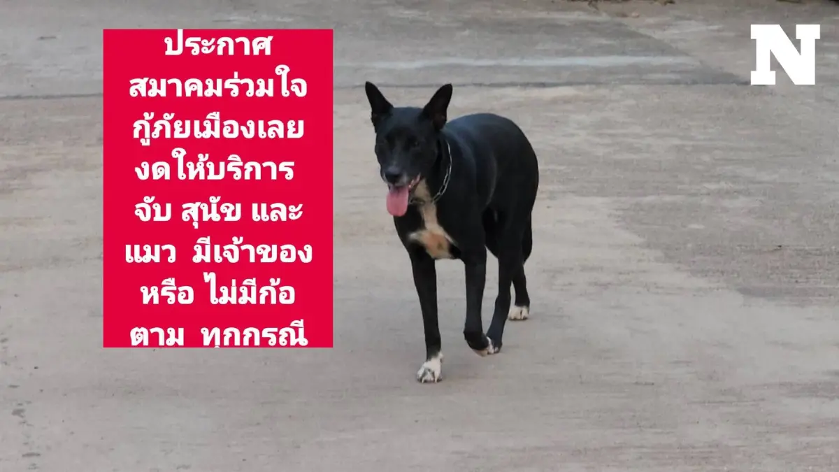 กู้ภัยฯ เมืองเลย ประกาศงดบริการจับหมา-แมว เพราะกลัวติดคุก กู้ภัยฯ เมืองเลย ประกาศงดบริการจับหมา-แมว เพราะกลัวติดคุก
