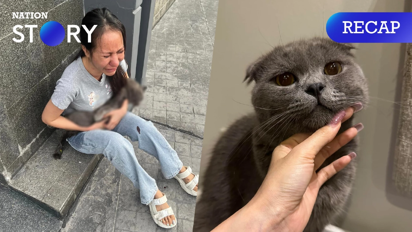 สรุปดราม่า "มินจู" น้องแมวพลัดตกชั้น 21 คอนโดพัทยา เกิดอะไรขึ้นบ้าง?