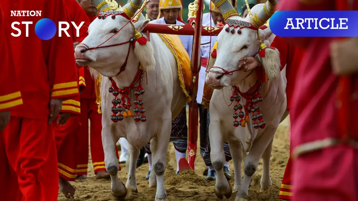 รู้จักพระโค "พอ-เพียง" พระโคแรกนาขวัญ เตรียมเสี่ยงทาย ในวันพืชมงคล 2567