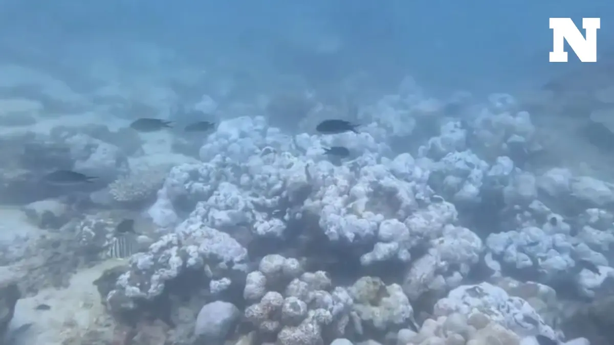 อุทยานฯ หมู่เกาะพีพี ประกาศปิดแหล่งดำน้ำบางจุด ชั่วคราว หลังพบปะการังฟอกขาว อุทยานฯ หมู่เกาะพีพี ประกาศปิดแหล่งดำน้ำบางจุด ชั่วคราว หลังพบปะการังฟอกขาว