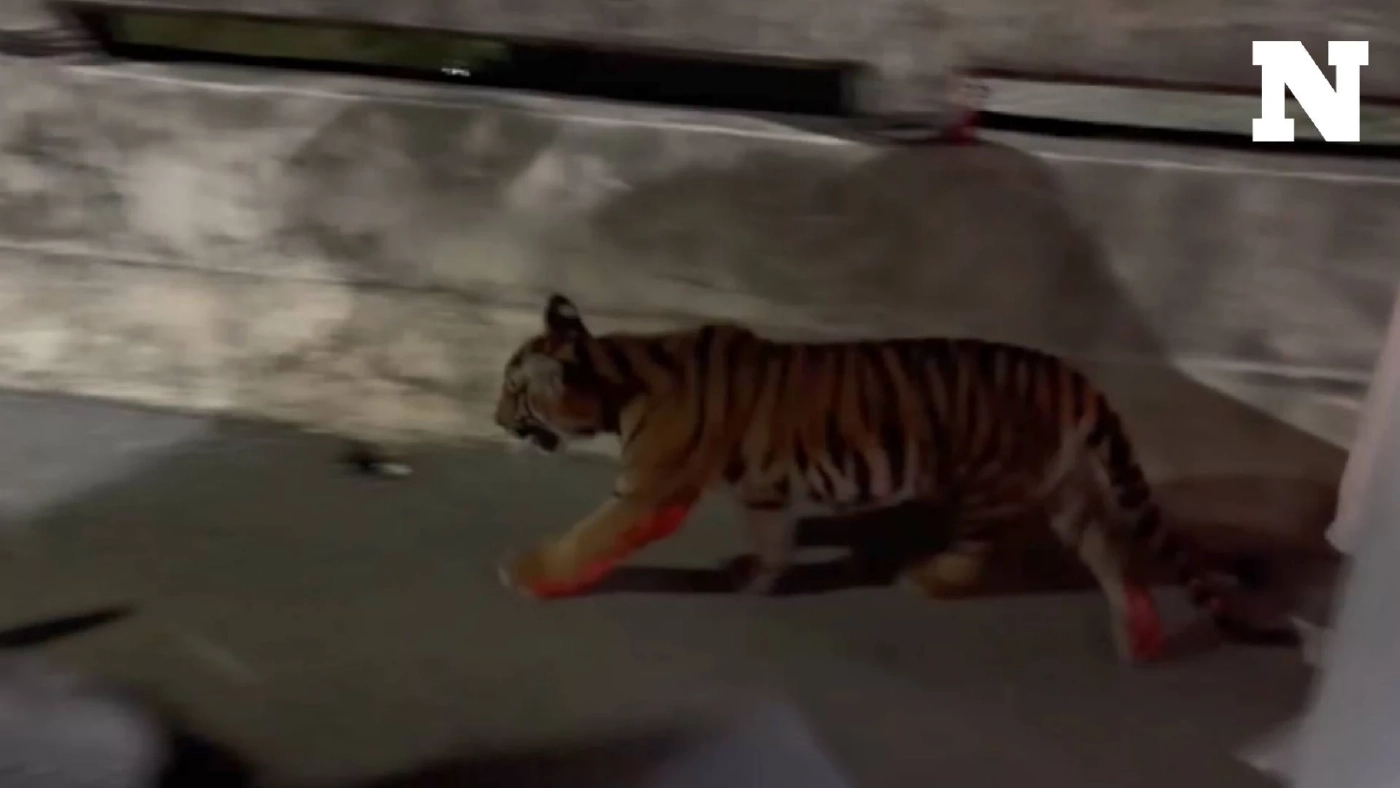 ลูกเสือโคร่งโผล่กลางชุมชนบางวัว ตำรวจ-กู้ภัยฯ ล้อมจับชุลมุน