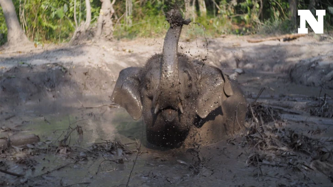 จนท.ระดมช่วย "ลูกช้างป่า" ตกบ่อโคลน 2 วัน สุดท้าย "แม่ช้าง" ช่วยขึ้นมาได้ จนท.ระดมช่วย "ลูกช้างป่า" ตกบ่อโคลน 2 วัน สุดท้าย "แม่ช้าง" ช่วยขึ้นมาได้