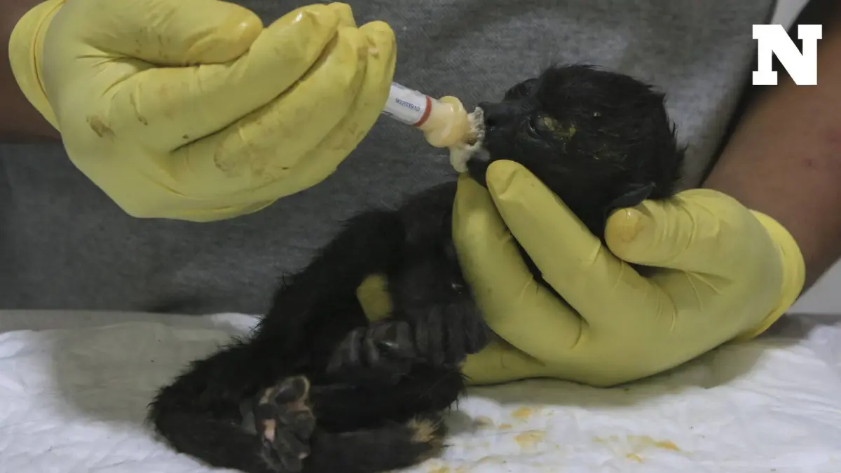 เม็กซิโกร้อนจัดทำลิงตกต้นไม้ตายระนาว