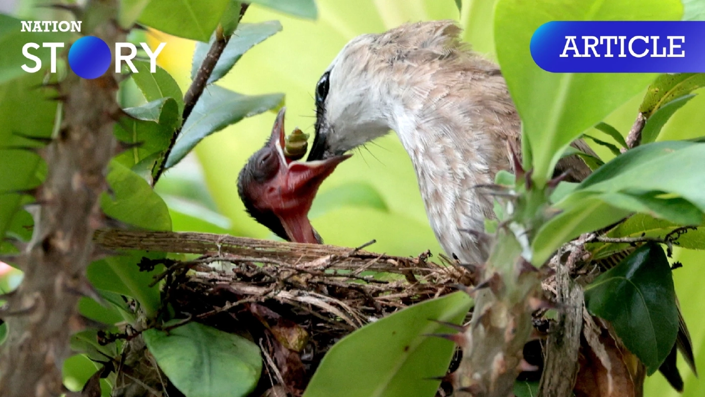 รู้จัก "นกปรอดหน้านวล" เจ้าตัวเล็กที่เป็นนกประจำถิ่น พบบ่อย คุณเองก็อาจเคยเจอ