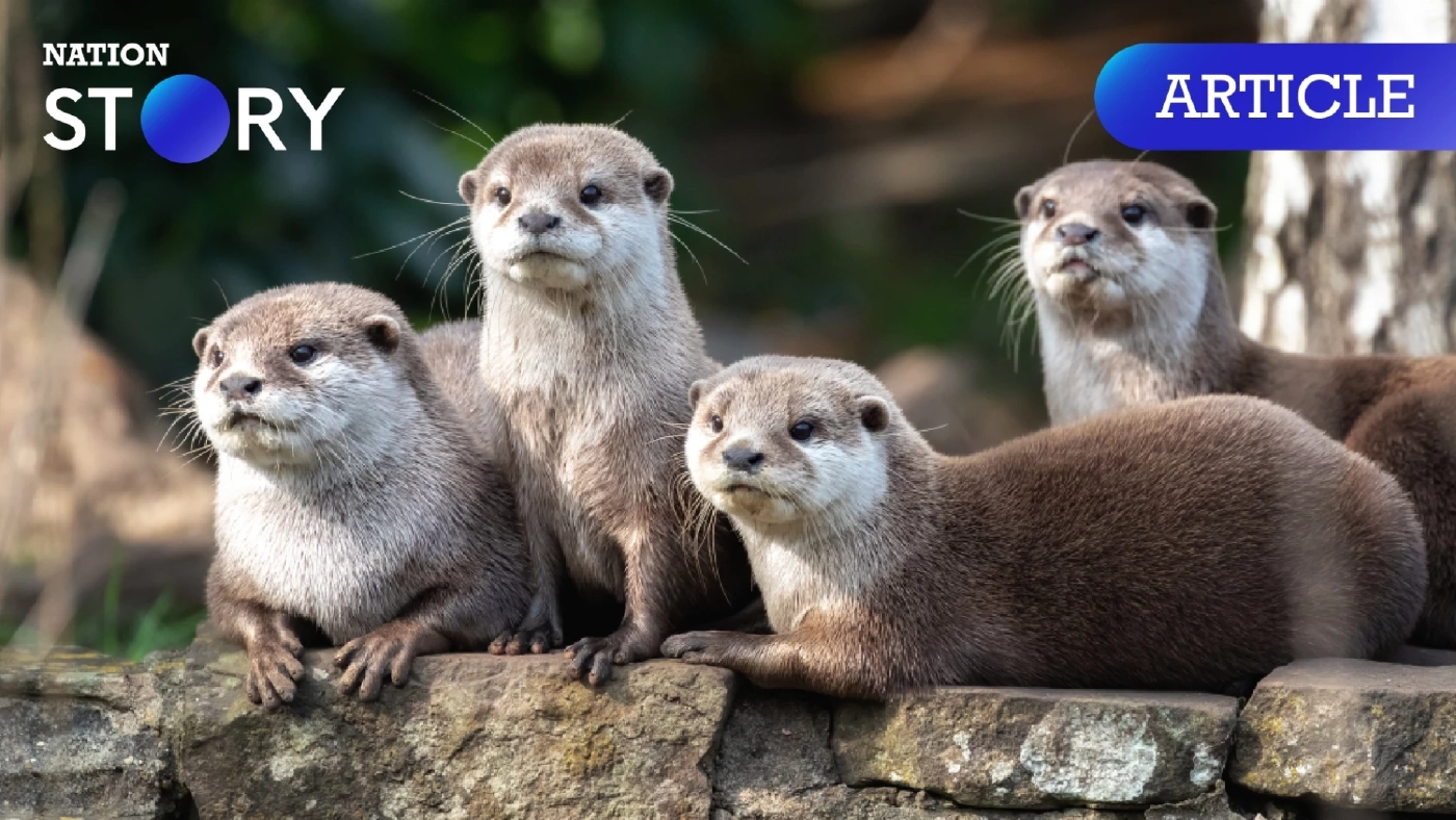 พุธสัปดาห์สุดท้ายของพฤษภาฯ เป็น "วันนากโลก" ร่วมตระหนักถึงภัยคุกคามน้องนากกันเถอะ