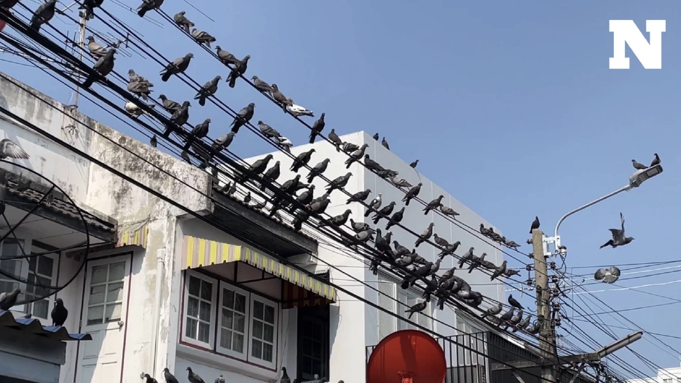 เดือดร้อนทั้งซอย! ลุงให้อาหารนกพิราบ 200 ตัว อ้างเป็นคนมีเมตตา