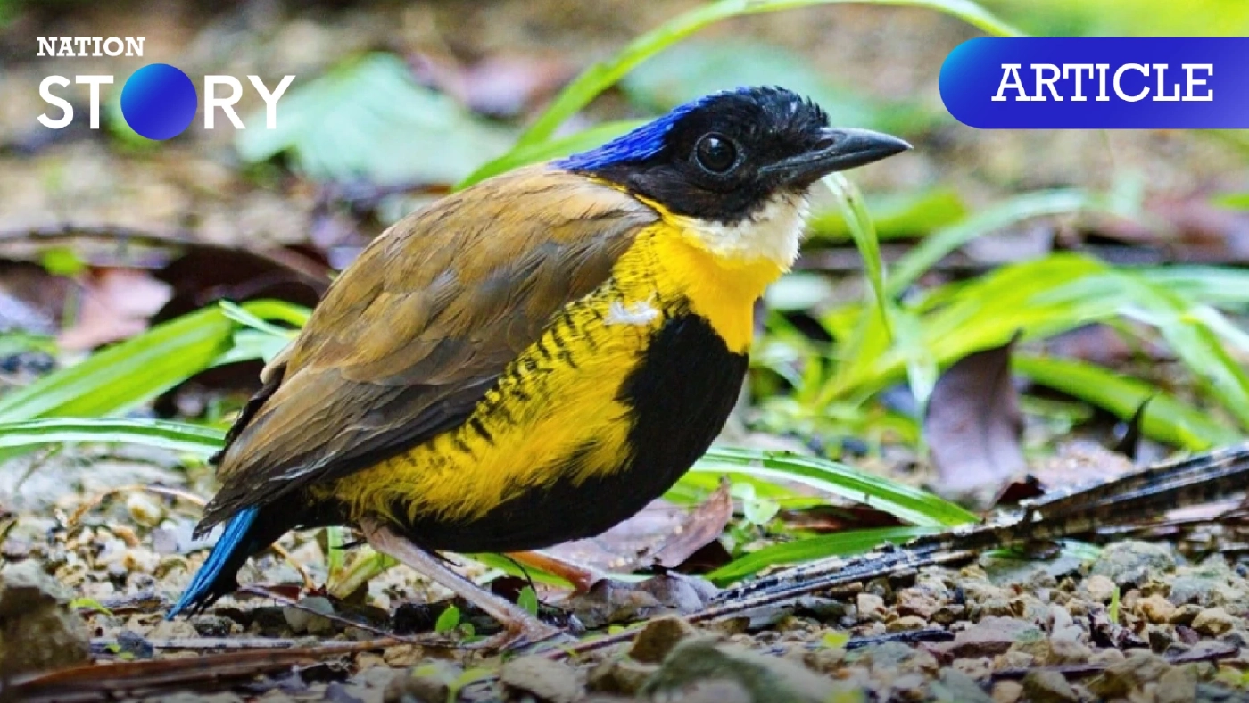 "นกแต้วแล้วท้องดํา" สัตว์ป่าหายากใกล้สูญพันธุ์ เจ้าตัวเล็กแห่งผืนป่าที่ราบต่ำเขานอจู้จี้