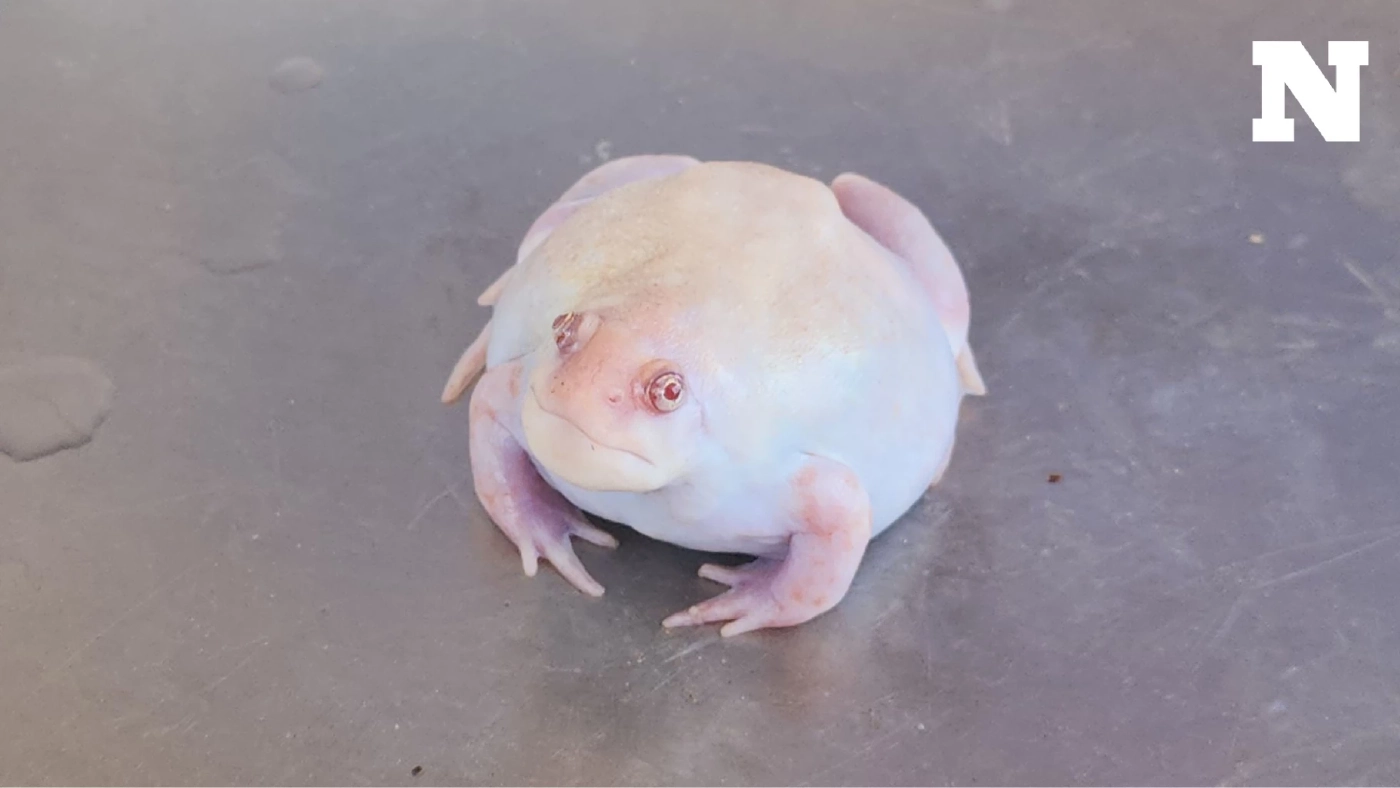 ชาวบ้านพบ "อึ่งเผือก" ตัวสีขาวนวลใส เชื่อมาให้โชคให้ลาภ