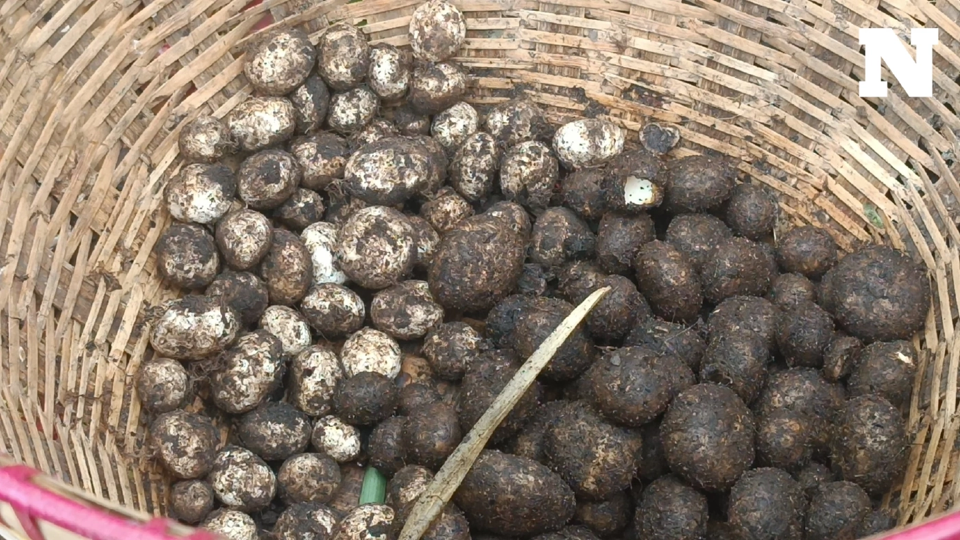 ชาวบ้าน แห่เก็บ "เห็ดเผาะ" ขาย สร้างรายได้งาม กก.ละ 500 รับฝนแรก