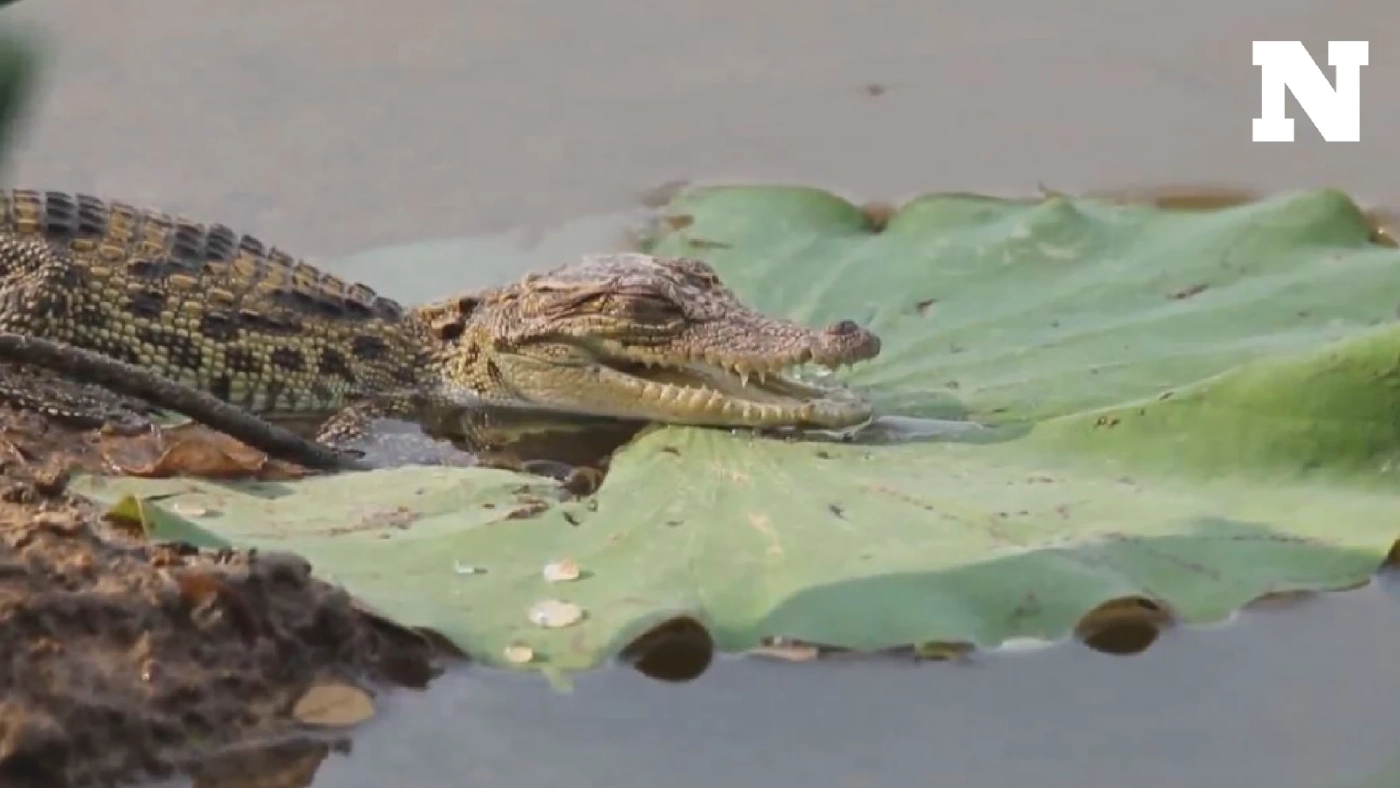 ยลโฉมลูกจระเข้เกิดใหม่ 8 ตัว ในเขตห้ามล่าฯ บึงบอระเพ็ด คาดระบบนิเวศสมบูรณ์