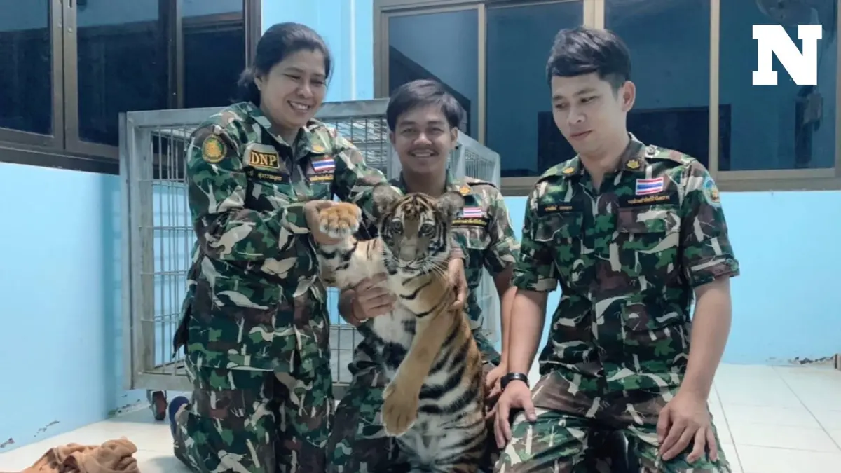 นำ "ลูกเสือโคร่ง" ส่งเลี้ยงบึงฉวาก ตั้งชื่อ "น้องนีน่า" มีพฤติกรรมค่อนข้างติดคน