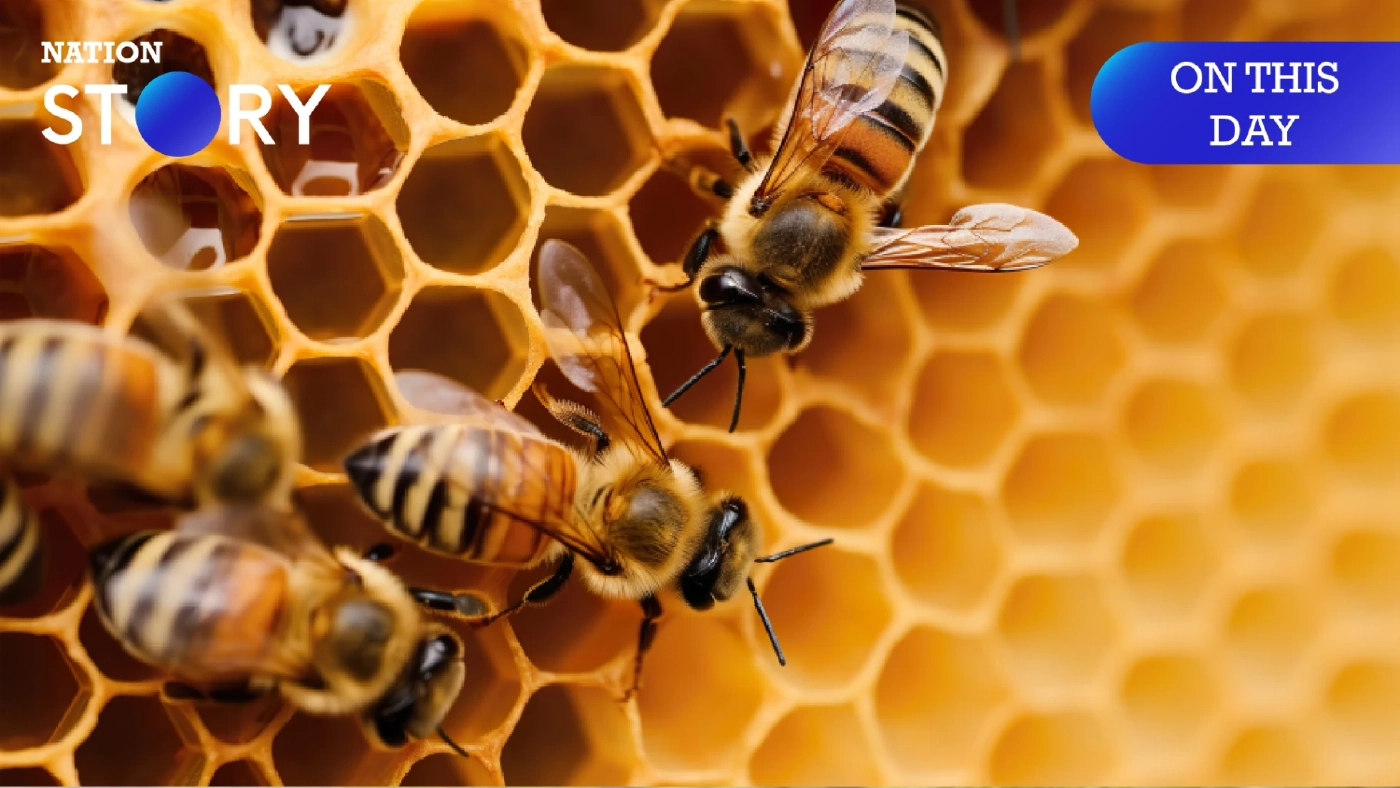 20 พฤษภาคม "วันผึ้งโลก" แมลงตัวจิ๋วต่อยเจ็บ ที่สำคัญต่อมนุษย์มากกว่าที่คิด 20 พฤษภาคม "วันผึ้งโลก" แมลงตัวจิ๋วต่อยเจ็บ ที่สำคัญต่อมนุษย์มากกว่าที่คิด