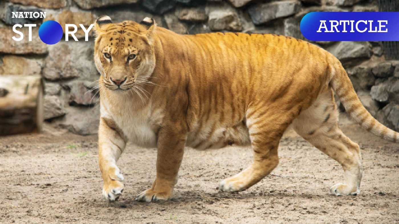 "ไลเกอร์-ไทกอน" คือตัวอะไร ทำความรู้จักแมวตัวใหญ่ ที่ได้ชื่อว่าเป็นเจ้าป่าเลือดผสม