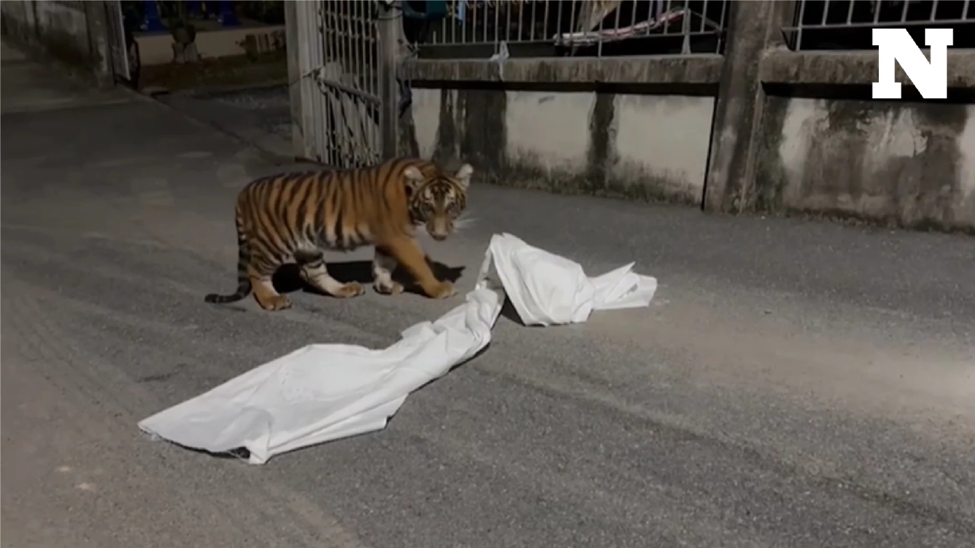 เจ้าของรับแล้ว น้องเสือย้อมสี ที่แท้เป็นเสือโคร่ง ไม่ใช่ "ไลเกอร์"