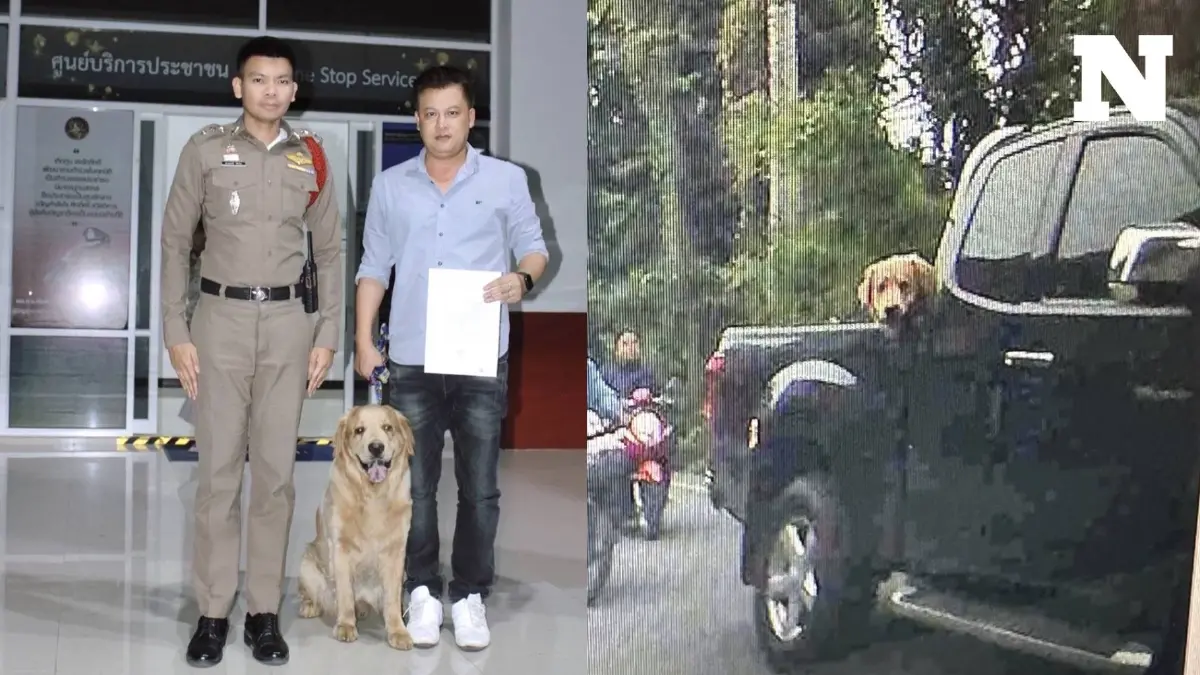 เห็นแล้วสะเทือนใจ "โกลเด้น" โชคร้าย ถูกนำไปปล่อยทิ้ง วิ่งตามเจ้าของจนหมดแรง เห็นแล้วสะเทือนใจ "โกลเด้น" โชคร้าย ถูกนำไปปล่อยทิ้ง วิ่งตามเจ้าของจนหมดแรง