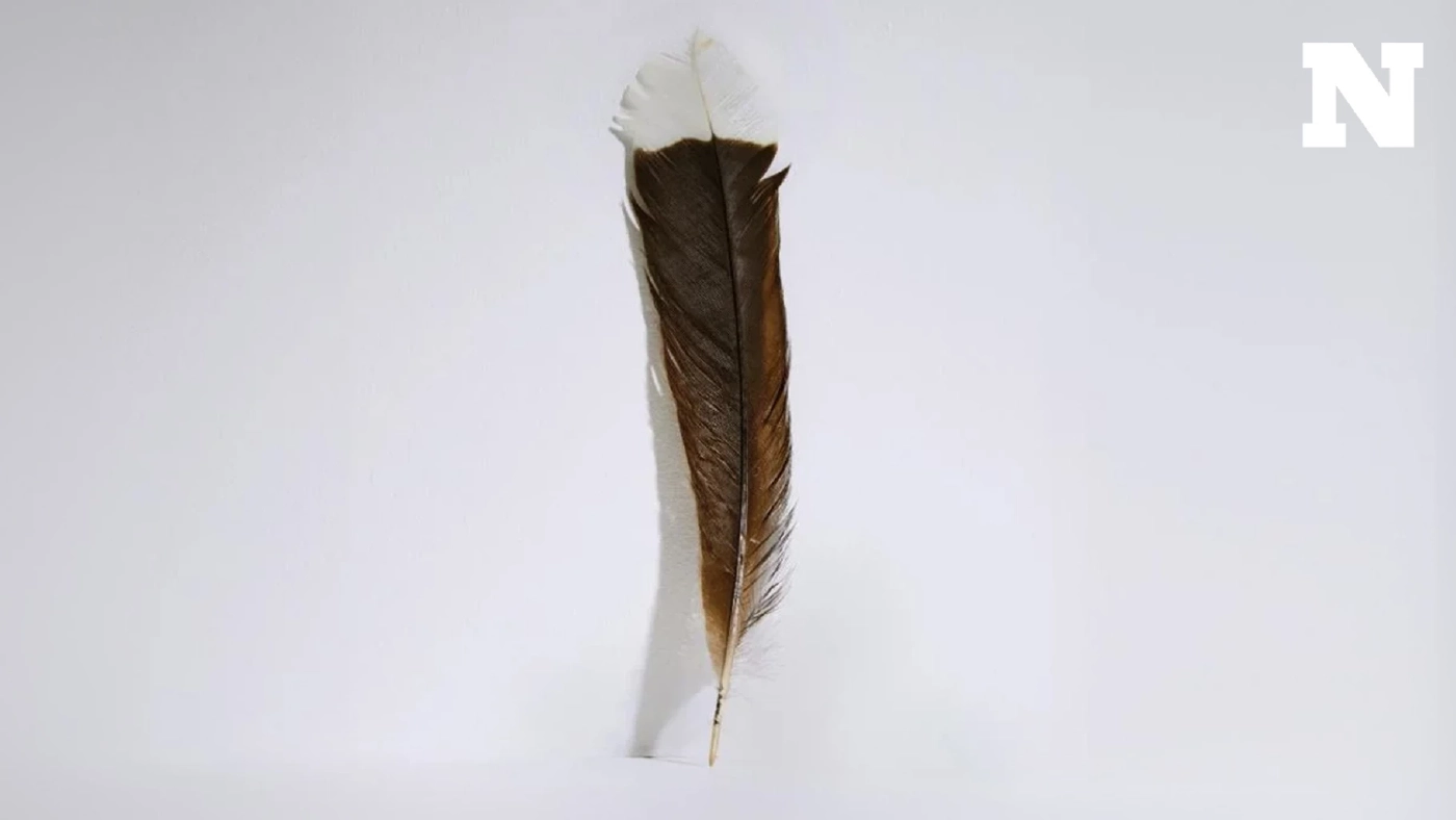 ขายแล้ว ขนนกที่แพงที่สุดในโลก มูลค่าหลักล้านบาท