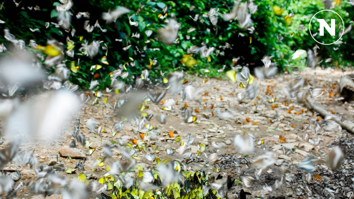 เปิดภาพ "ผีเสื้อ" นานาชนิด ออกอวดโฉมรับนักท่องเที่ยว ที่แก่งกระจาน