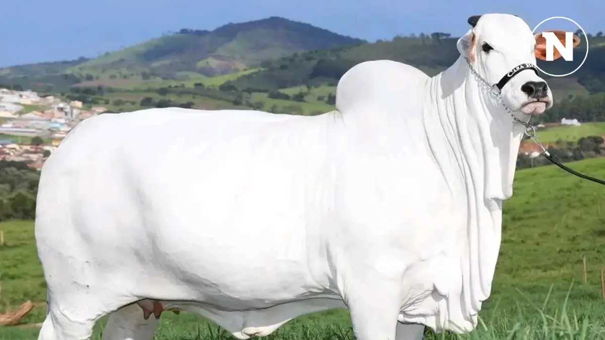 ส่องมิสยูนิเวิร์สแห่งวงการวัวโลก “วิอาทินา” ครองสถิติค่าตัวสูงสุด 150 ล้าน ส่องมิสยูนิเวิร์สแห่งวงการวัวโลก “วิอาทินา” ครองสถิติค่าตัวสูงสุด 150 ล้าน