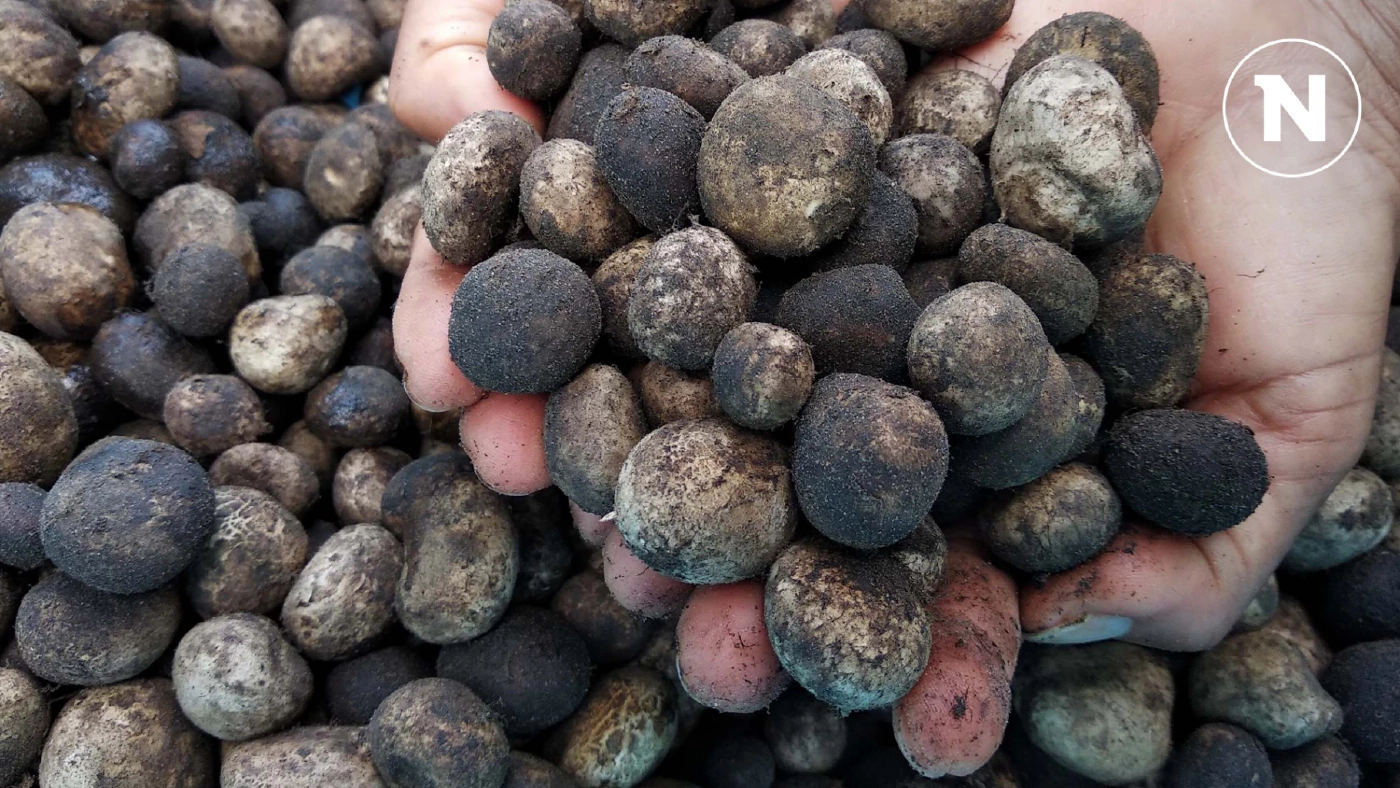 เปิดประโยชน์ของ “เห็ด” และอันตรายของ “เห็ดพิษ“ ผลผลิตจากธรรมชาติช่วงหน้าฝน