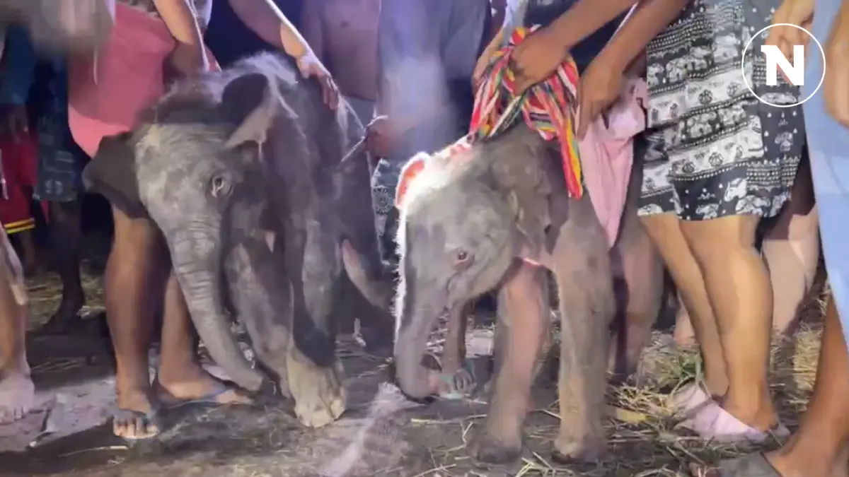 สุดอัศจรรย์ แม่ช้างหมู่บ้านช้างเพนียดหลวง ตกลูกแฝดต่างเพศ คู่แรกของโลก