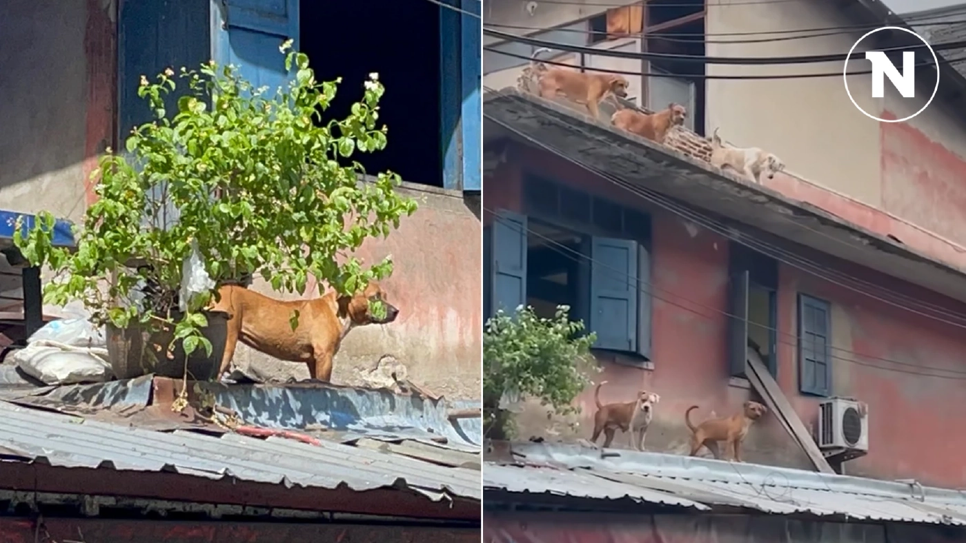 ชาวบ้านสุดจะทน เลี้ยง "พิทบูล" เต็มบ้าน ไล่กัดแมว หลุดป่วนคนตลาดศรีดินแดง