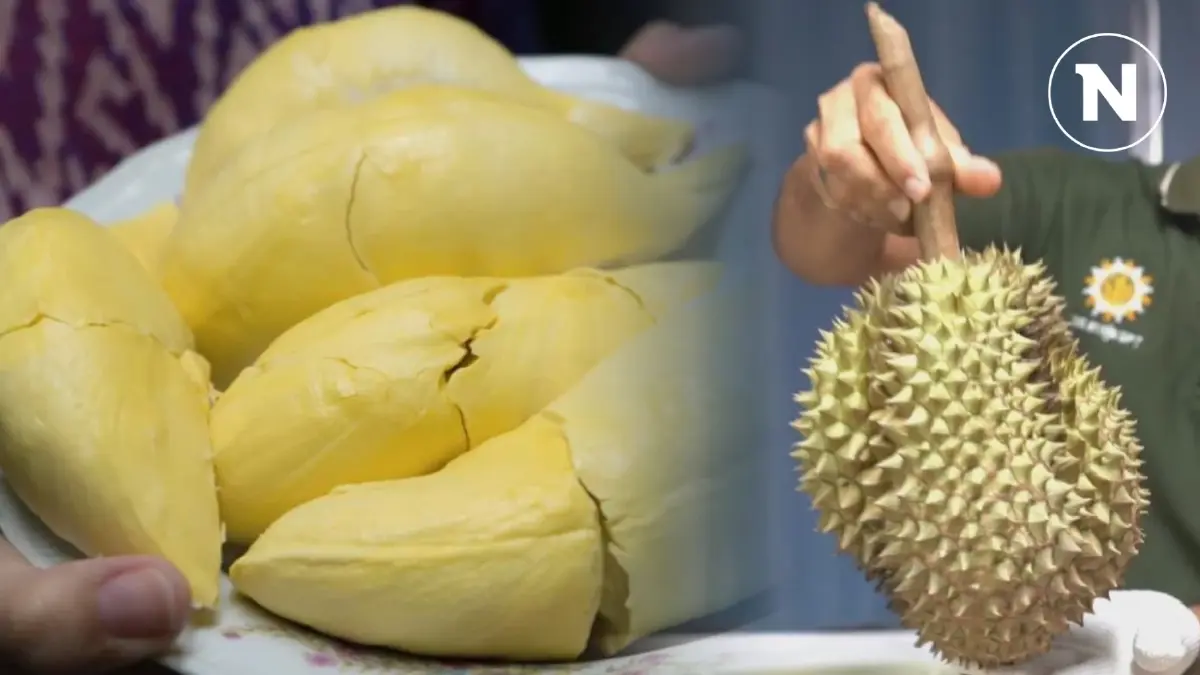เปิดผลทดสอบ "ทุเรียนลอยน้ำ" ที่กาญจน์ พบคุณภาพดี ผ่านมาตรฐาน GI