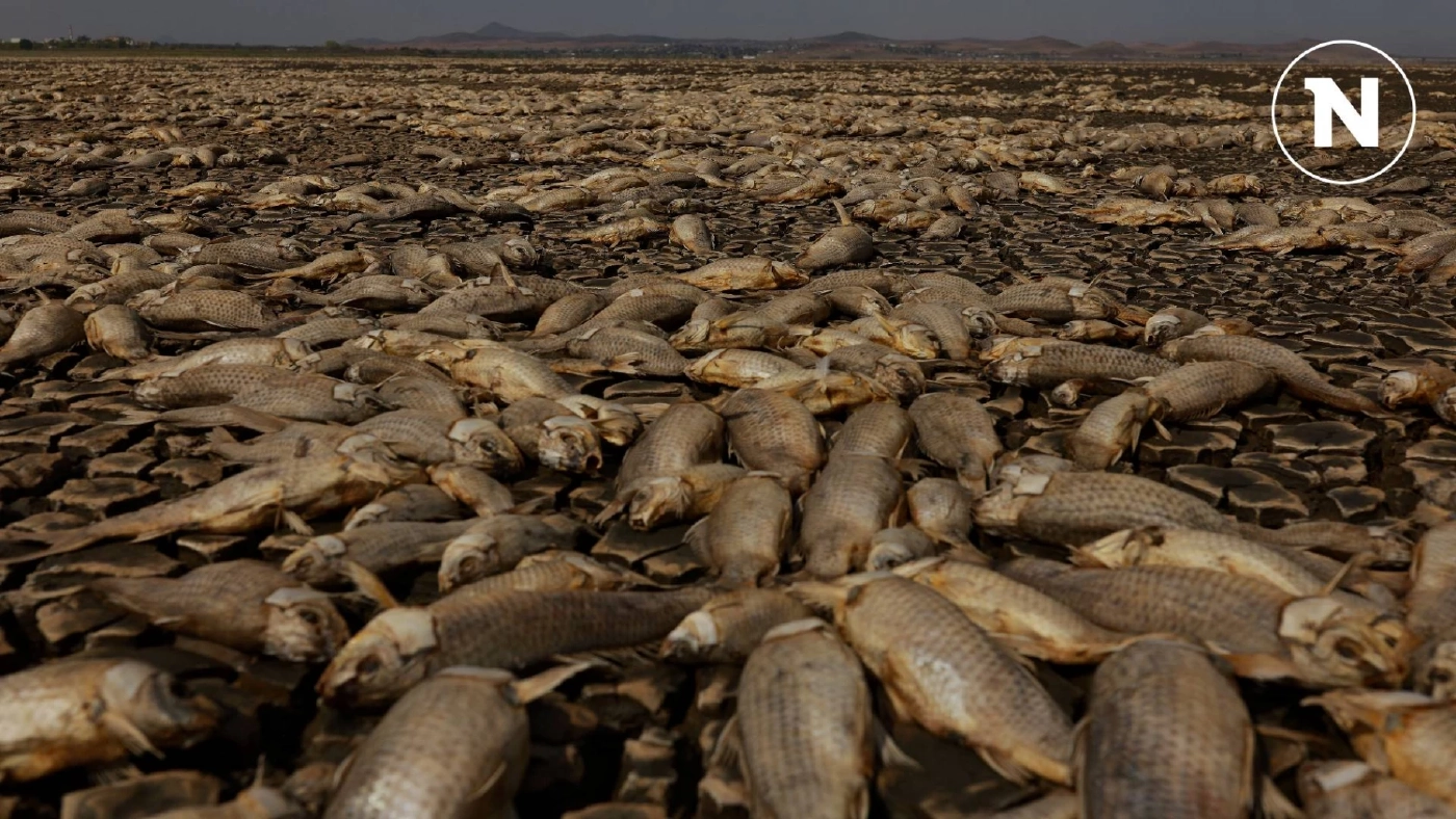 ปลาตายเกลื่อนในเม็กซิโก เพราะภัยแล้ง อากาศร้อนจัด ปลาตายเกลื่อนในเม็กซิโก เพราะภัยแล้ง อากาศร้อนจัด