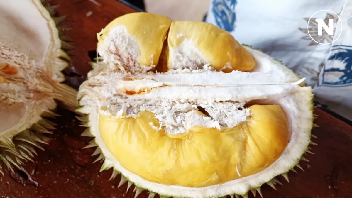 คึกคักวันหยุด นทท.แห่กิน "ทุเรียนสาลิกา" ถึงในสวนที่อำเภอกะปง