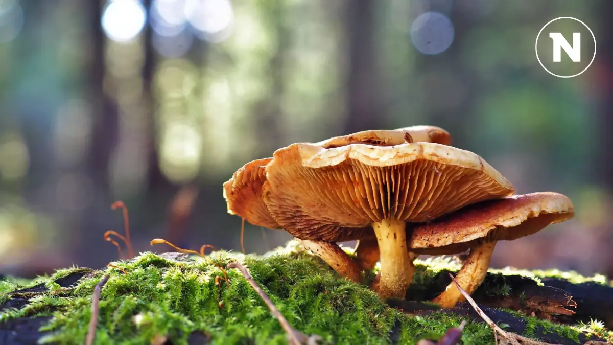 เปิดโฉมหน้า 15 เห็ดพิษ และ 5 ชนิดเห็ดกินได้ vs กินไม่ได้ พร้อมจุดสังเกต