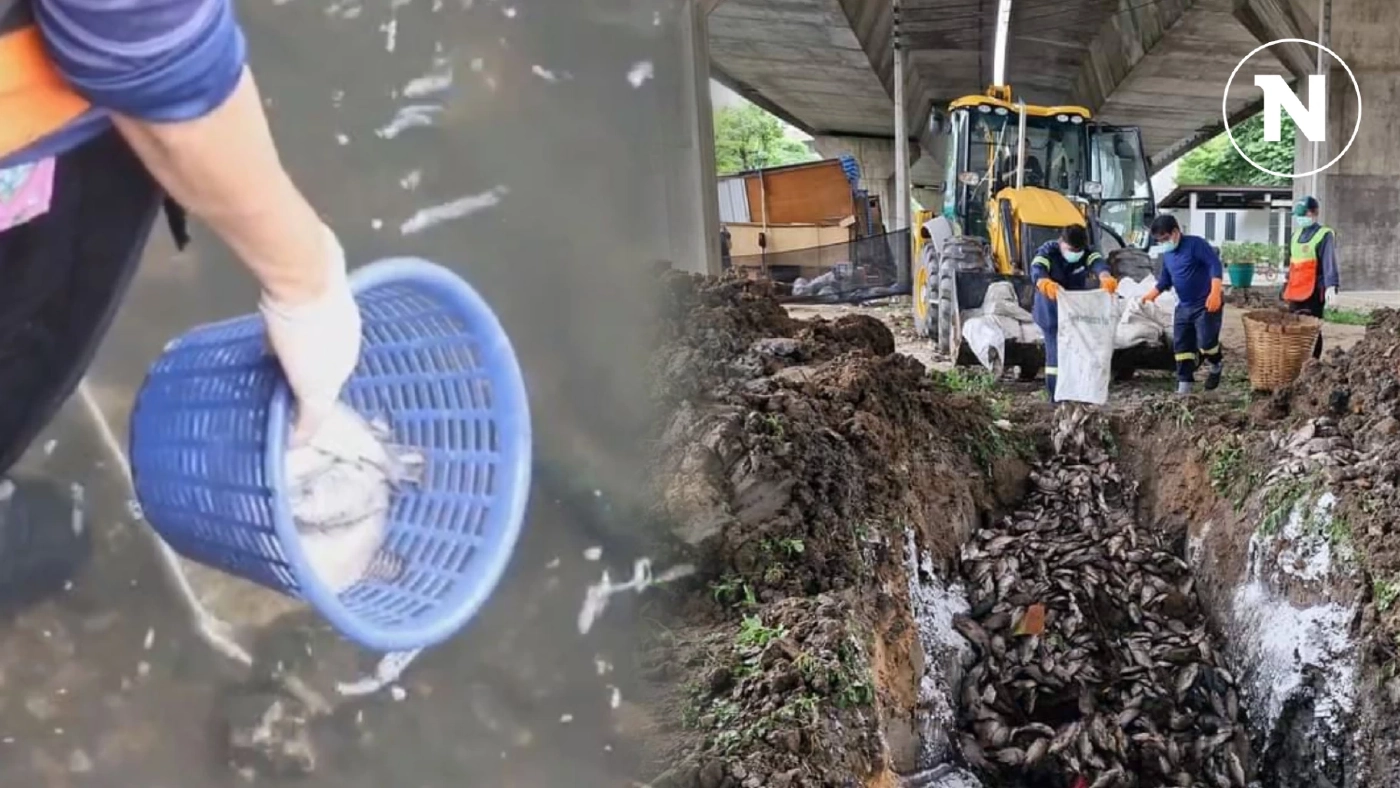 จนท.เขตราชเทวี เร่งเก็บซาก "ปลาหมอคางดำ-ปลานิล" น็อคน้ำลอยเกลื่อนบึงมักกะสัน