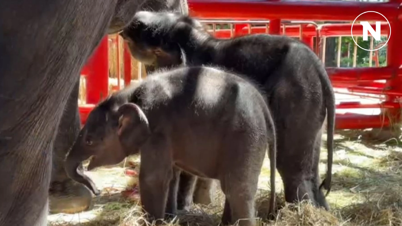 ถือฤกษ์ดี วันที่ 7 เดือน 7 ทำบุญอายุครบ 1 เดือน ลูกช้างแฝดต่างเพศ คู่แรกของโลก