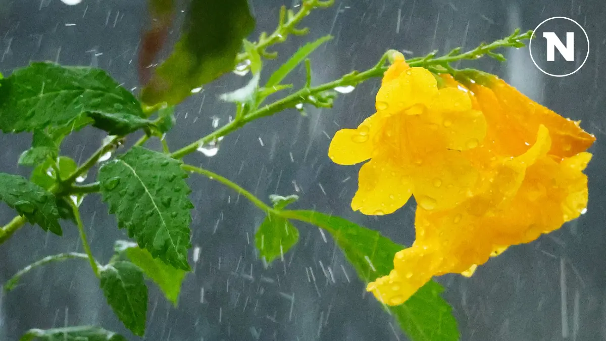 อุตุฯ เตือนทั่วไทยรับมือฝนหนัก กทม.ชุ่มฉ่ำฝนร้อยละ 70 อุตุฯ เตือนทั่วไทยรับมือฝนหนัก กทม.ชุ่มฉ่ำฝนร้อยละ 70