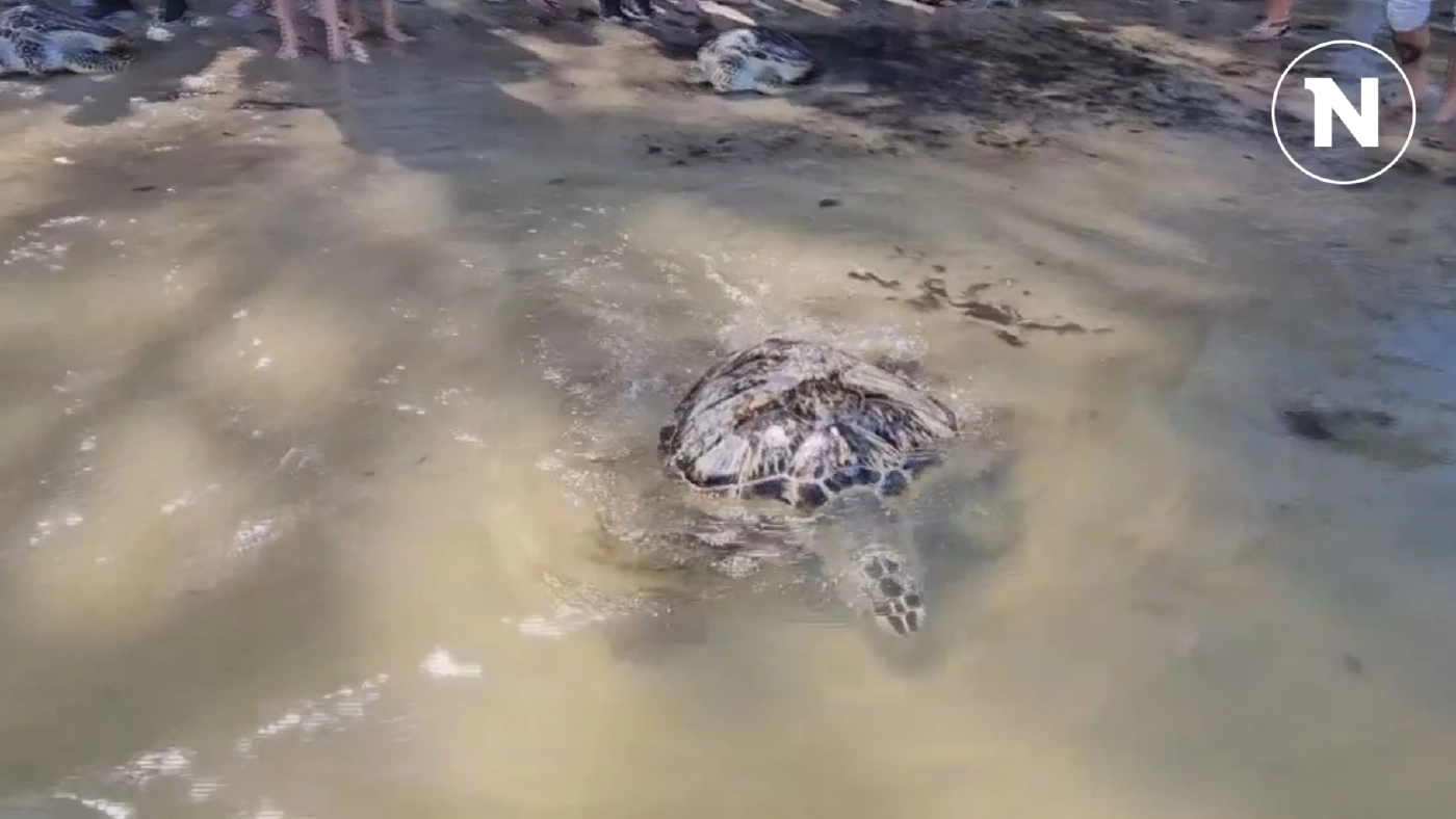 กรมทะเลจับมือภาคเอกชน ร่วมกันอนุรักษ์ทรัพยากรทางทะเล ปล่อยเต่าทะเลคืนสู่ธรรมชาติ