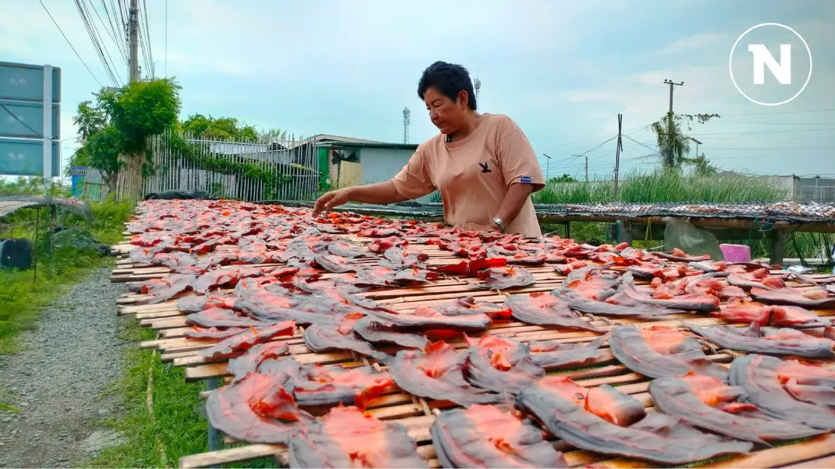 รับซื้อปลาหมอคางดำ ทำปลาตากแห้งแดดเดียว รับซื้อปลาหมอคางดำ ทำปลาตากแห้งแดดเดียว