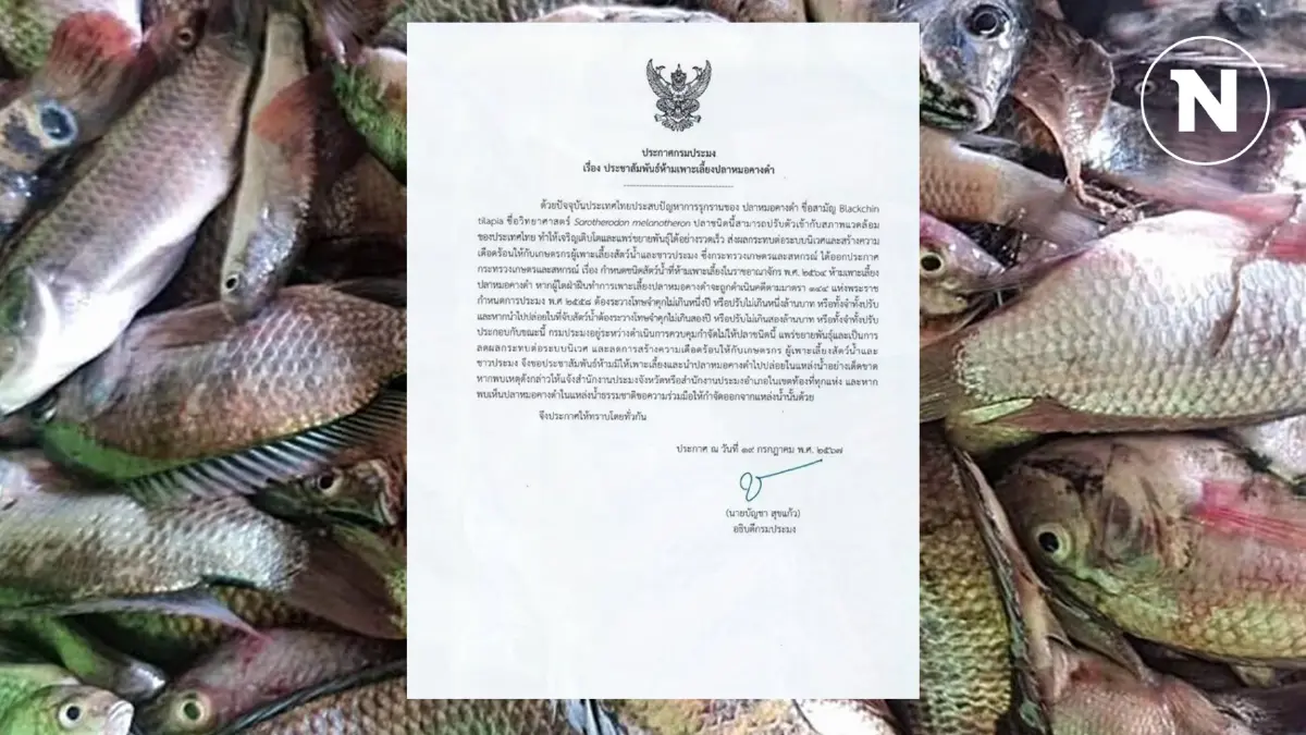 จำคุก 2 ปี ปรับ 2 ล้าน! ประมงสมุทรสาครเตือนห้ามเลี้ยง-ห้ามปล่อย “ปลาหมอคางดำ” จำคุก 2 ปี ปรับ 2 ล้าน! ประมงสมุทรสาครเตือนห้ามเลี้ยง-ห้ามปล่อย “ปลาหมอคางดำ”