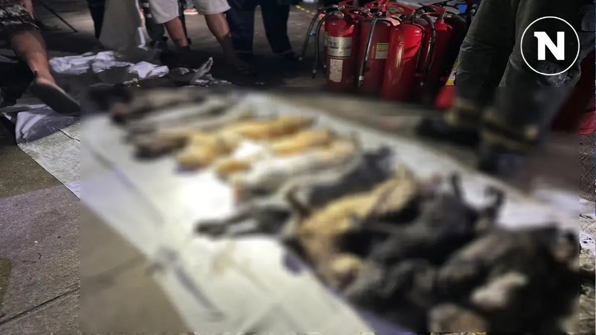 สลด! ไฟไหม้ หนีไม่ได้ แมวตายเกลื่อน 21 ตัว สาหัส 5