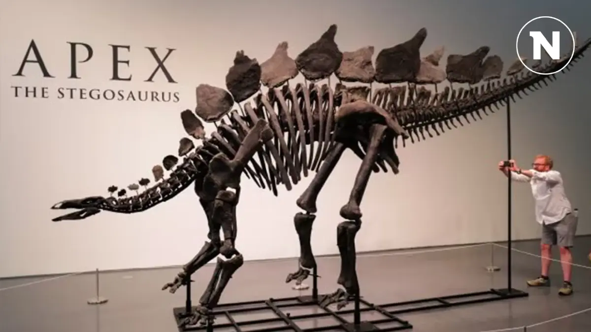 เศรษฐีอเมริกัน ประมูลไดโนเสาร์ Apex มูลค่ากว่า 1.6 พันล้าน